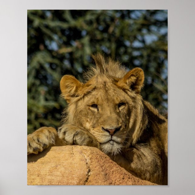 Lion Poster (Front)