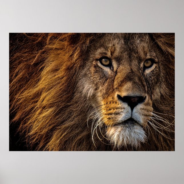 Lion Predator Lion Poster (Front)