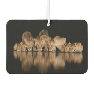 Lion Pride Drinks at the Water Hole at Night Air Freshener
