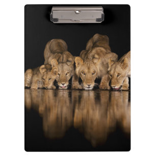 Lion Pride Drinks at the Water Hole at Night Clipboard