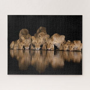 Lion Pride Drinks at the Water Hole at Night Jigsaw Puzzle