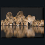 Lion Pride Drinks at the Water Hole at Night Magnet<br><div class="desc">Africa, East Africa, Kenya, Great Rift Valley, Olkirimatian Conservancy, lion, Panthera leo. A lion pride drinks at the water hole at night.</div>