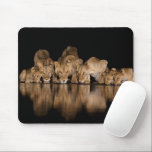 Lion Pride Drinks at the Water Hole at Night Mouse Pad<br><div class="desc">Africa,  East Africa,  Kenya,  Great Rift Valley,  Olkirimatian Conservancy,  lion,  Panthera leo.  A lion pride drinks at the water hole at night.</div>