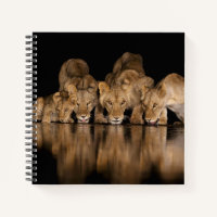 Lion Pride Drinks at the Water Hole at Night