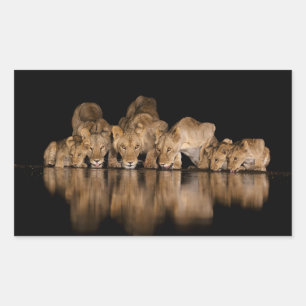 Lion Pride Drinks at the Water Hole at Night Sticker