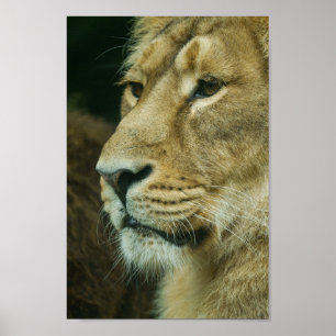 Lion profile Close-Up Poster