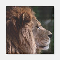 Lion profile