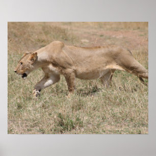 lion prowl poster