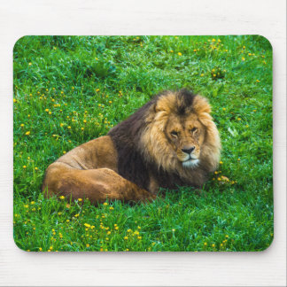 Lion Relaxing in Green Grass Photo Mouse Pad