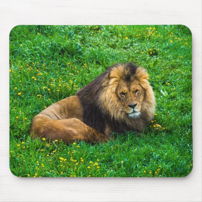 Lion Relaxing in Green Grass Photo Mouse Pad (Front)
