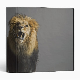 Lion roaring binder