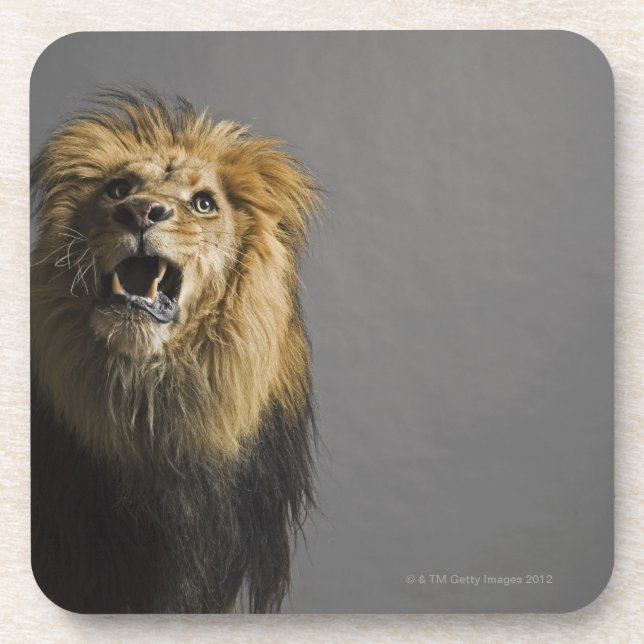 Lion roaring coaster (Front)