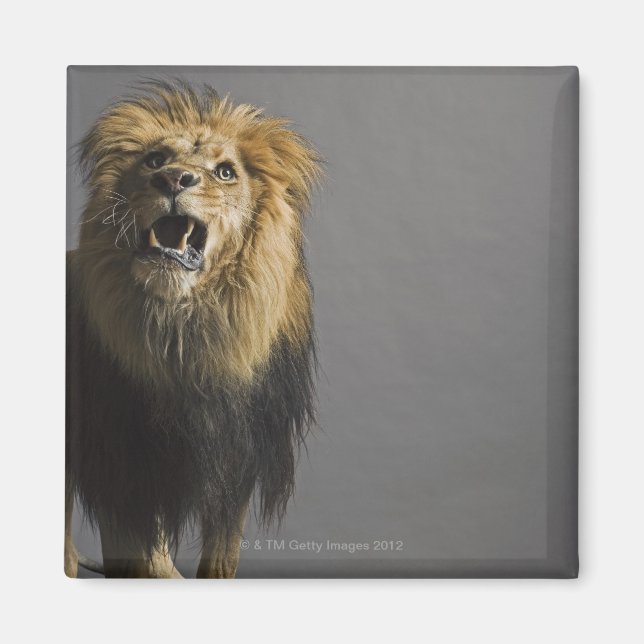 Lion roaring magnet (Front)
