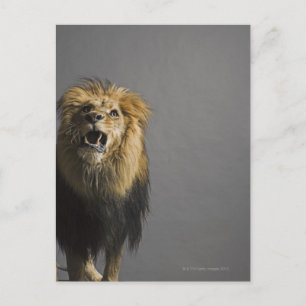 Lion roaring postcard
