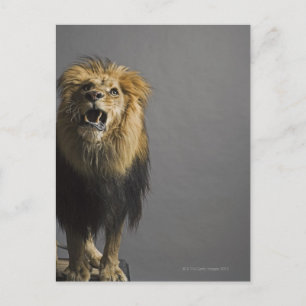 Lion roaring postcard