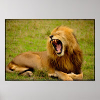 Lion Roaring