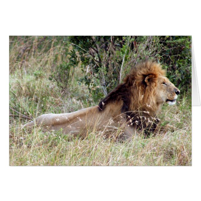 lion roi (Devant horizontal)