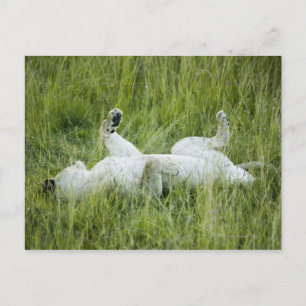 Lion rolling in the tall grass, Africa Postcard