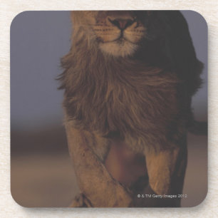 Lion Running Coaster