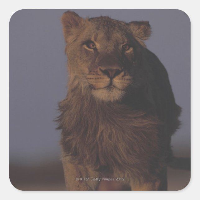 Lion Running Square Sticker (Front)