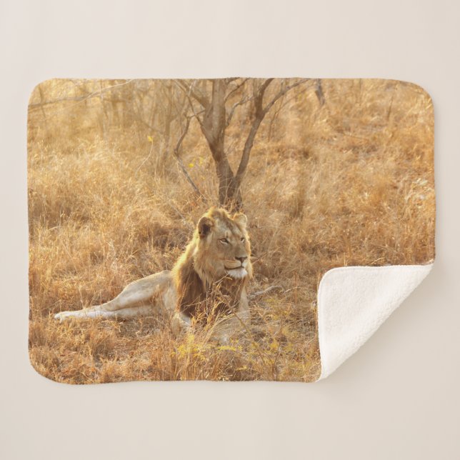 Lion Sherpa Blanket (Front (Horizontal))