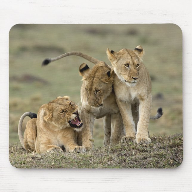 Lion Siblings Mouse Pad (Front)