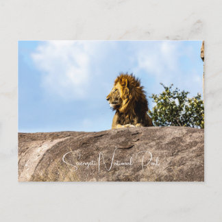 Lion sitting on the rock postcard