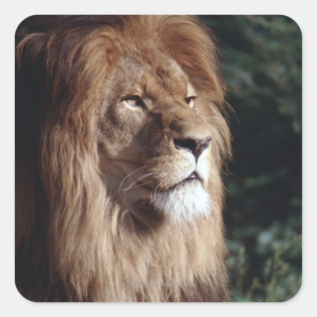 lion square sticker (Front)