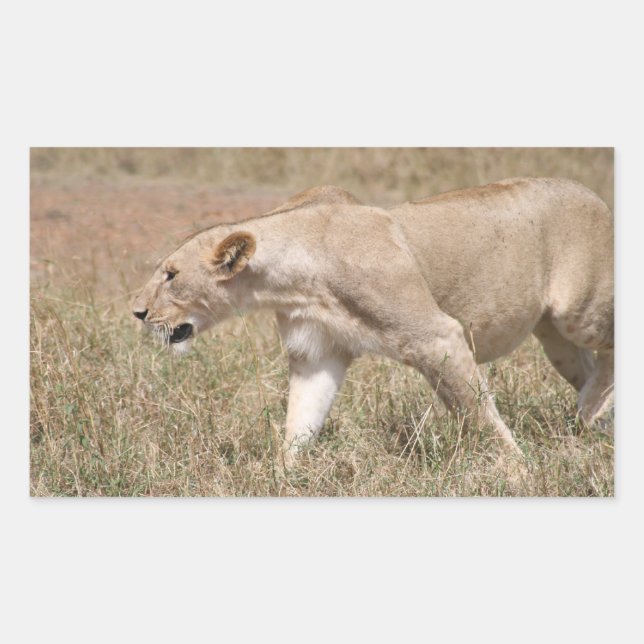 lion stalk sticker (Front)
