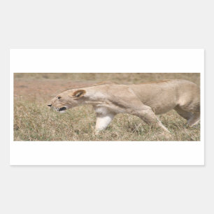 lion stalk sticker