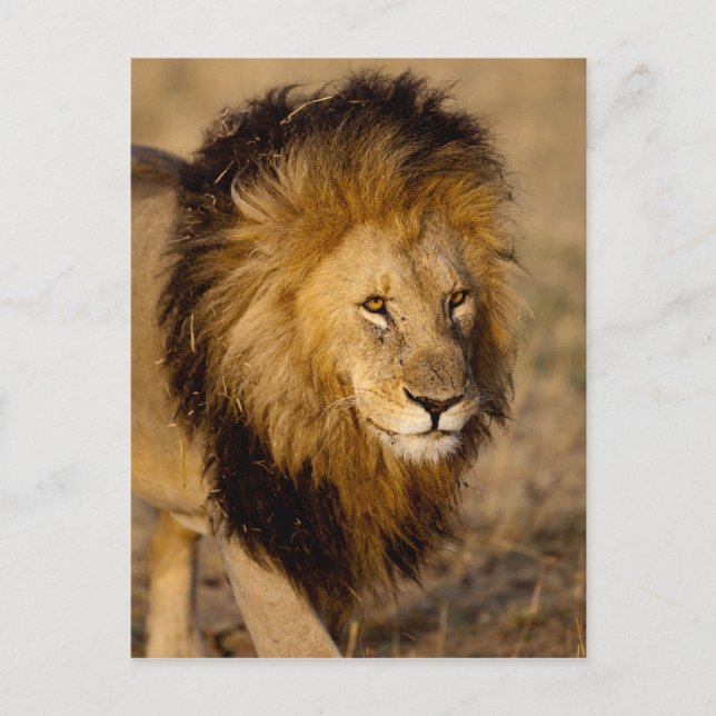 Lion Stalking Postcard (Front)