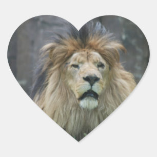 Lion  Sticker
