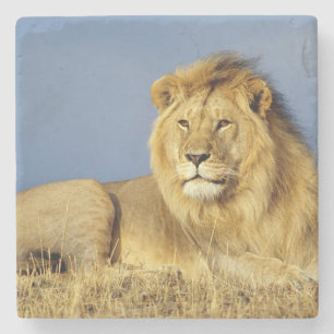 Lion Stone Coaster