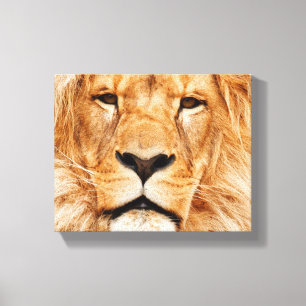 Lion sur toile étirée