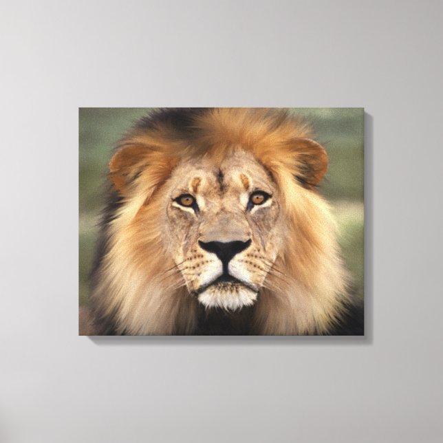 Lion - The King of The Jungle Canvas Print (Front)
