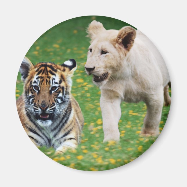 Lion & tiger cubs at play magnet (Front)