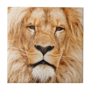 Lion Tile