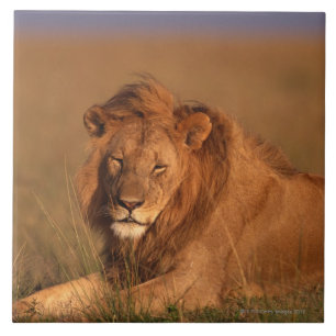 Lion Tile
