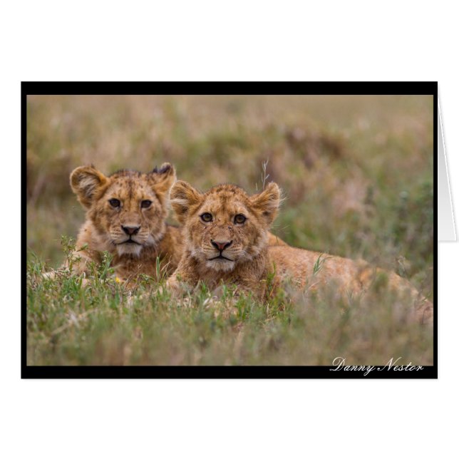 Lion Twins (Devant horizontal)