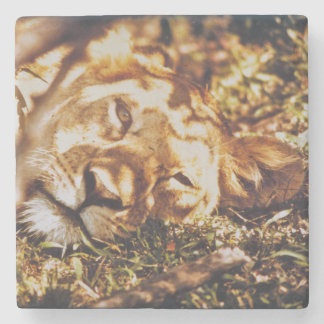 Lion waking up eyes on you wild life coaster