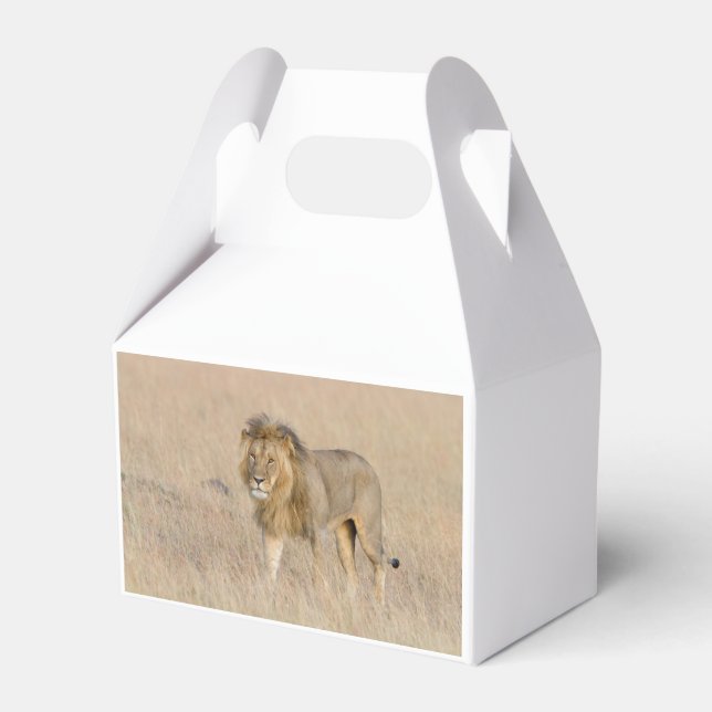 Lion walking favor box (Back Side)