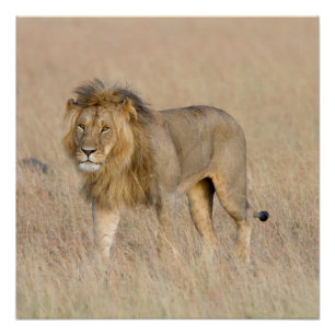 Lion walking poster