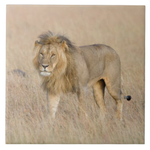 Lion walking tile