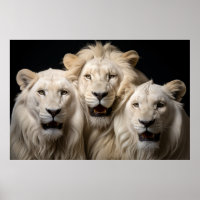 Lion Wild Animal Portrait Fierce Power