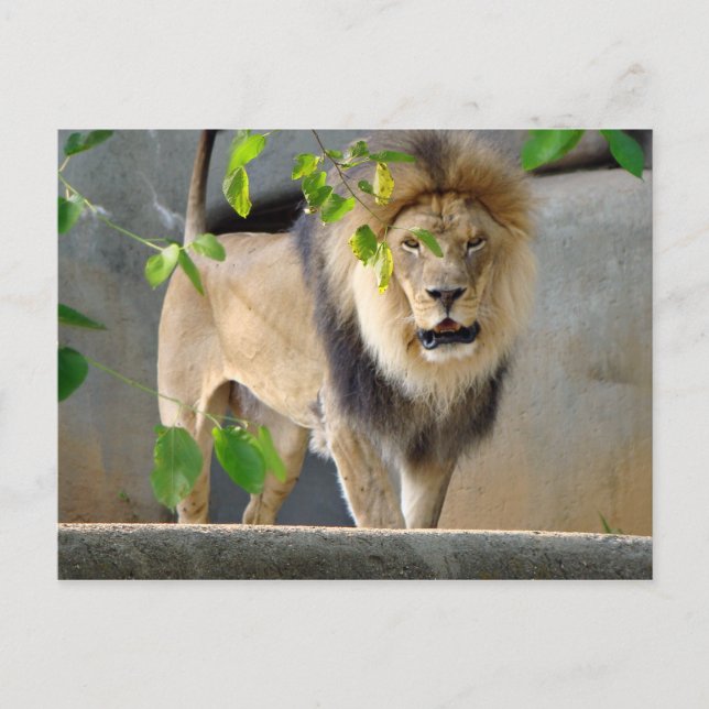 Lion Wildlife Postcard (Front)