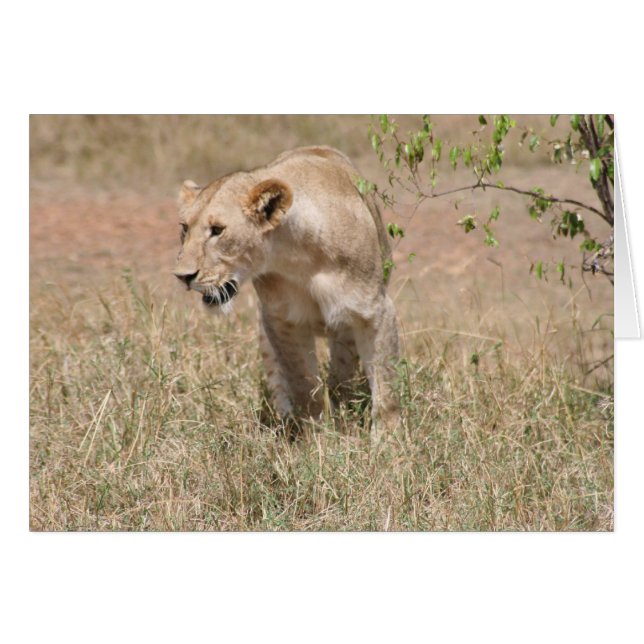 lionceau (Devant horizontal)