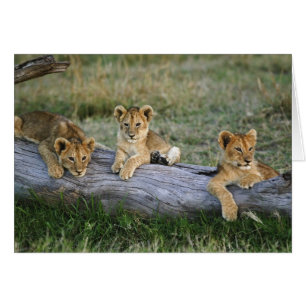 Lionceaux sur une bûche