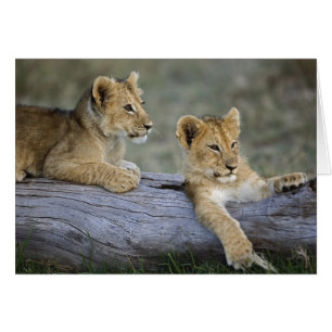 Lionceaux sur une bûche