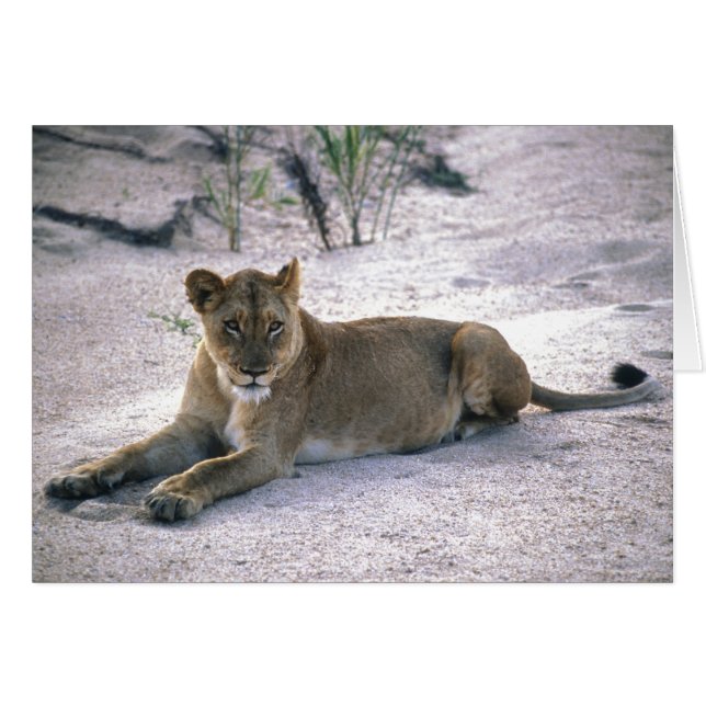 Lioness (Devant horizontal)