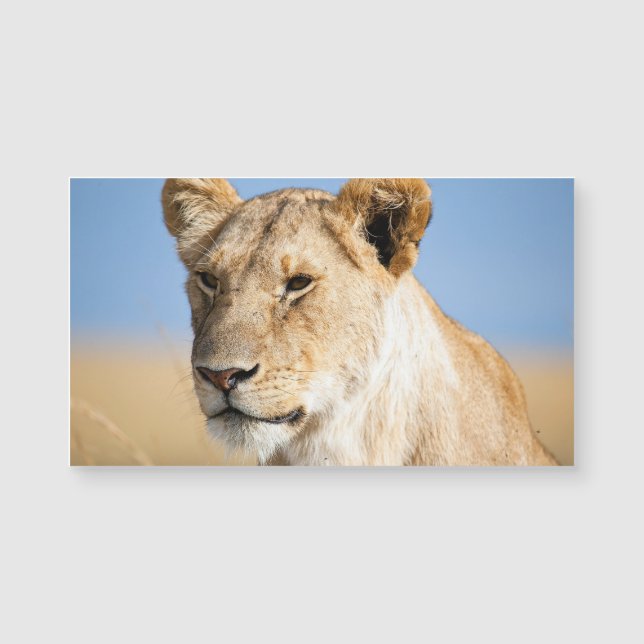 Lioness against blue sky (Front)